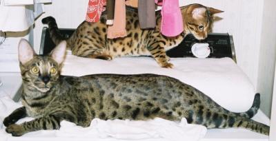 Bengal and Savannah Cats at Play